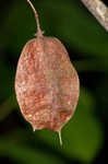 American bladdernut